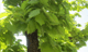 신갈나무 사진