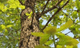 떡갈나무 사진