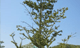 전나무 사진